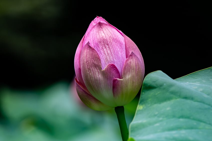 Closeup of a Lotus bud