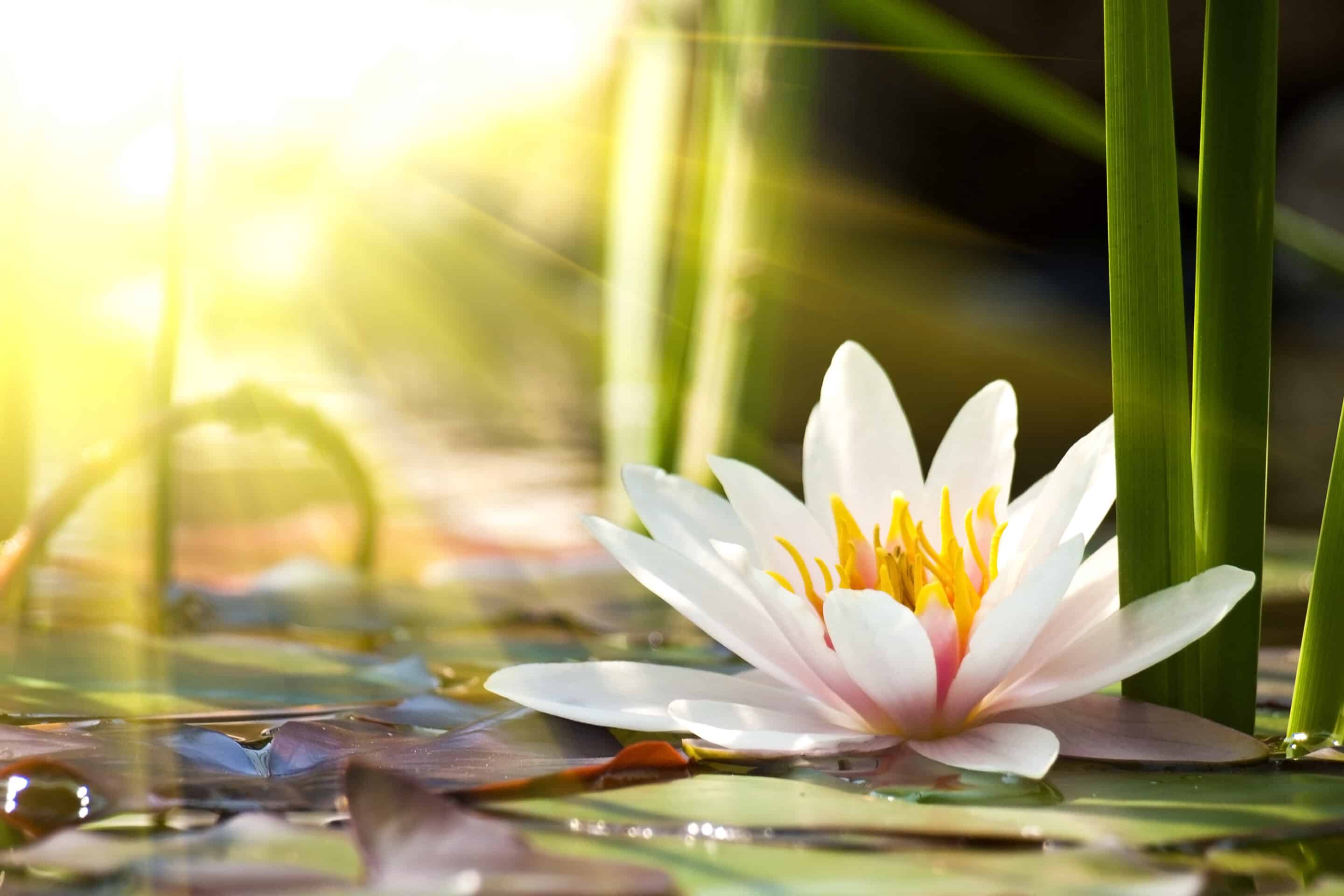 lotus flower