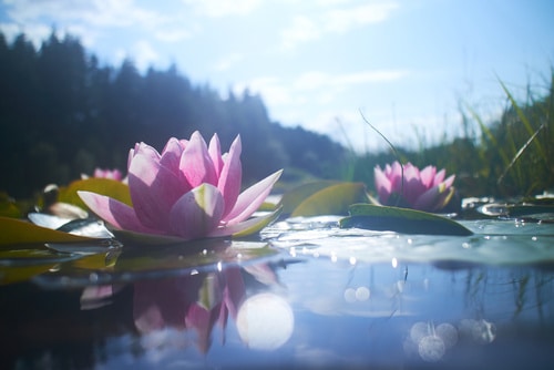 lotus flower in pond