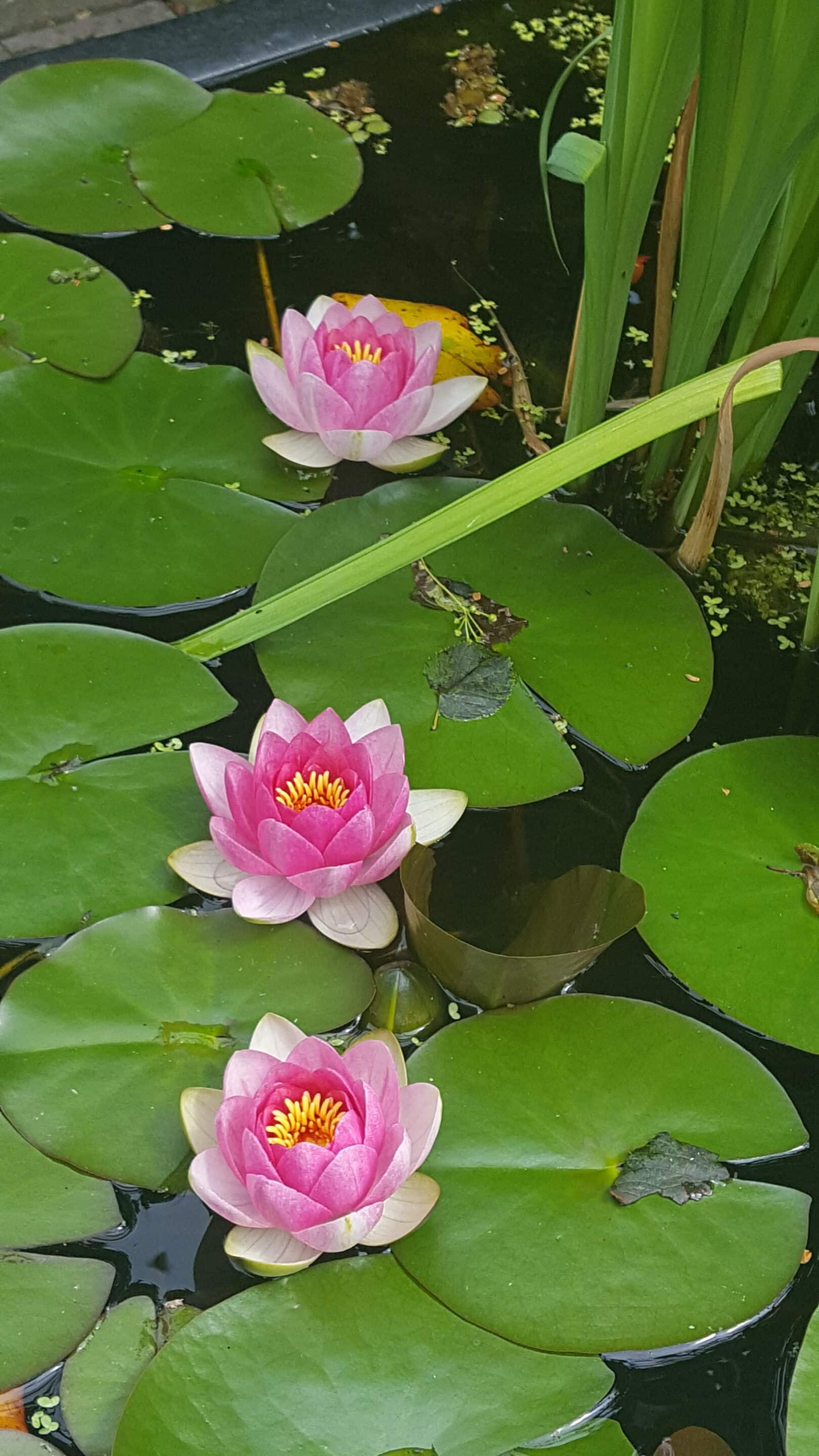 Bloei